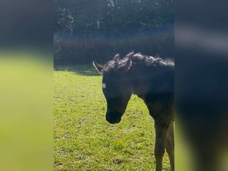Ägyptischer Araber Stute  154 cm Rappe in R&#xF6;hrnbach