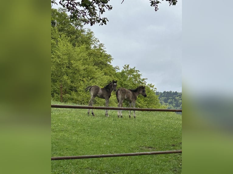 Ägyptischer Araber Stute  154 cm Rappe in Röhrnbach