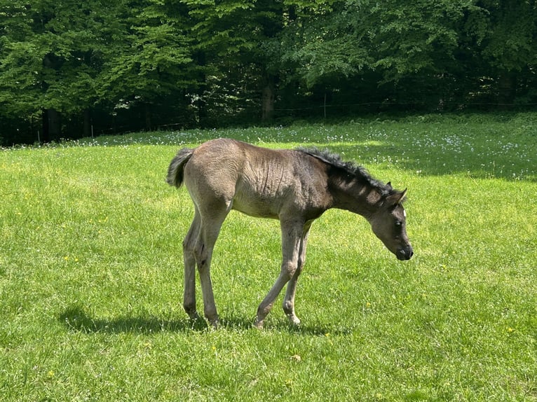 Ägyptischer Araber Stute  154 cm Rappe in R&#xF6;hrnbach