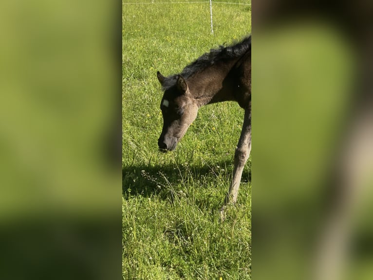 Ägyptischer Araber Stute  154 cm Rappe in R&#xF6;hrnbach