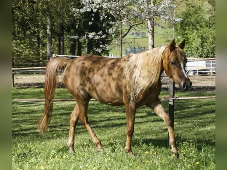 Ägyptischer Araber Stute  154 cm Rappe in R&#xF6;hrnbach