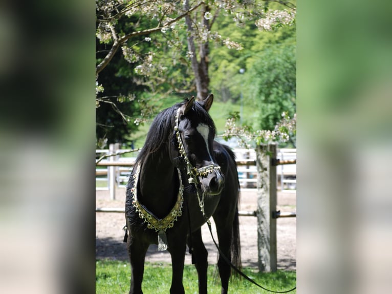 Ägyptischer Araber Stute  154 cm Rappe in Röhrnbach