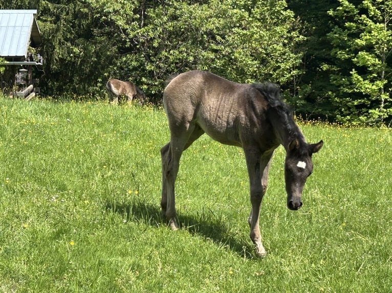 Ägyptischer Araber Stute  154 cm Rappe in Röhrnbach