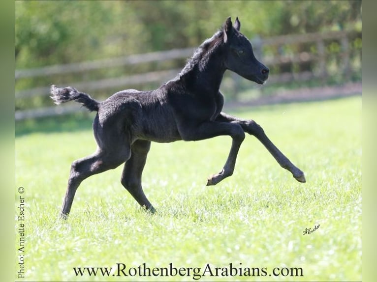 Ägyptischer Araber Stute  154 cm Rappe in Monheim