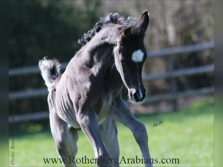 Ägyptischer Araber Stute  154 cm Rappe in Monheim