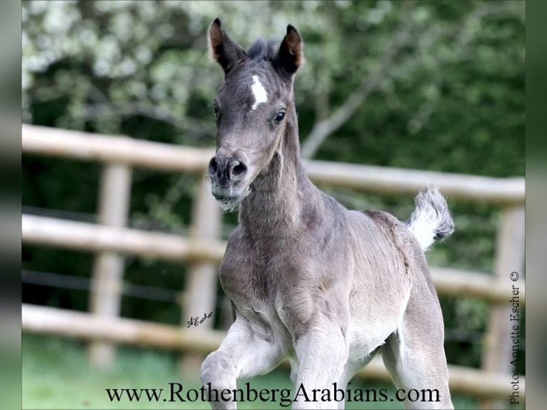 Ägyptischer Araber Stute  154 cm Rappe in Monheim