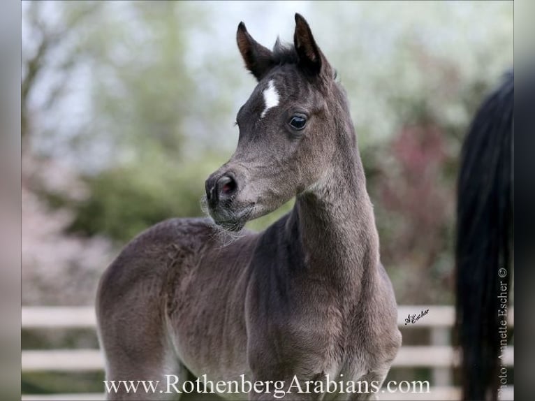 Ägyptischer Araber Stute  154 cm Rappe in Monheim