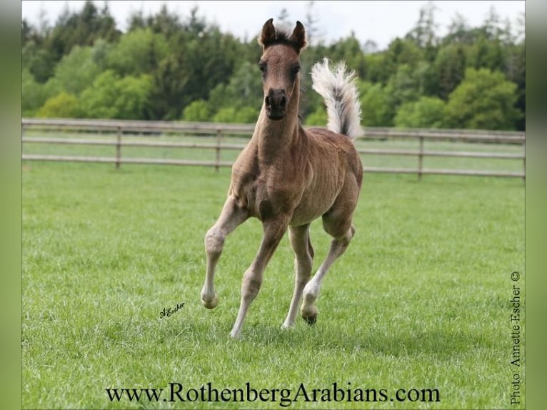 Ägyptischer Araber Stute Fohlen (04/2026) 155 cm Rappe in Monheim