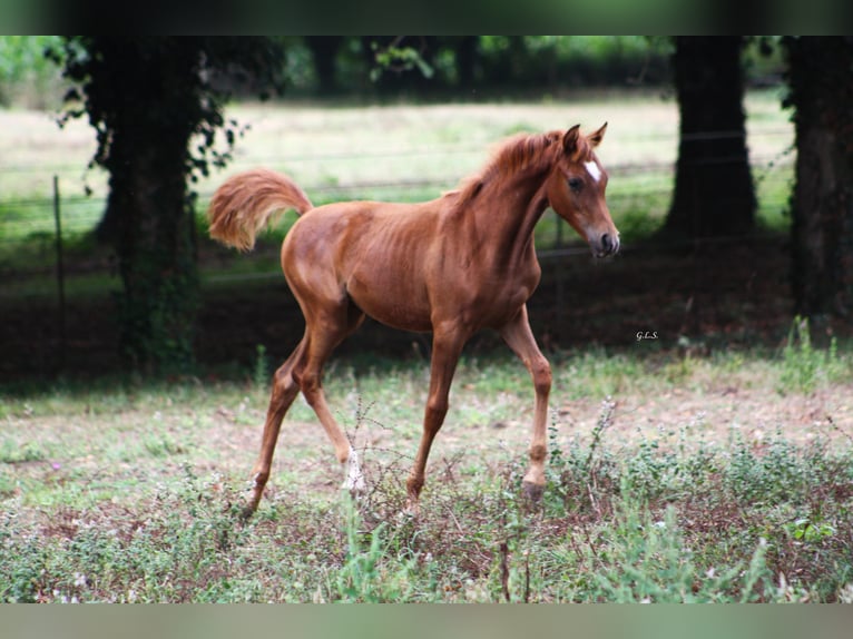 Ägyptischer Araber Stute Fohlen (05/2024) 157 cm Fuchs in Guarda, A