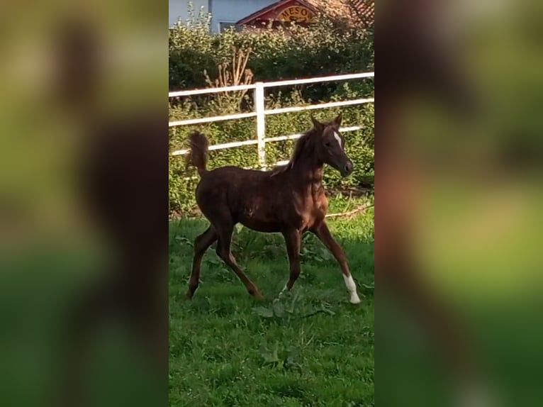 Ägyptischer Araber Stute  Dunkelfuchs in Ribadesella