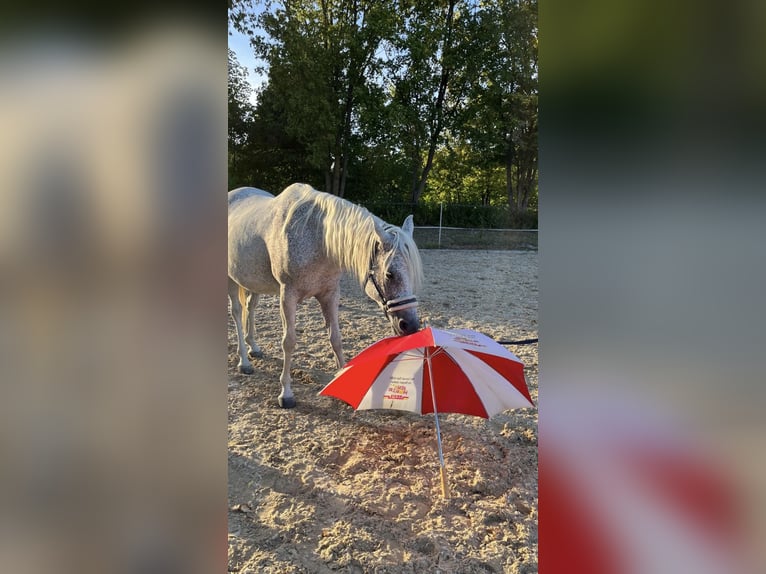 Ägyptischer Araber Wallach 10 Jahre 152 cm Fliegenschimmel in Ursensollen