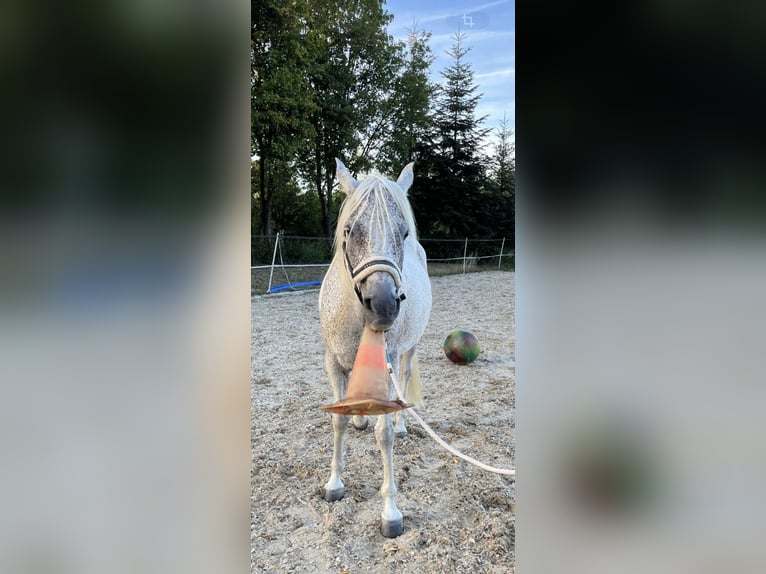 Ägyptischer Araber Wallach 10 Jahre 152 cm Fliegenschimmel in Ursensollen