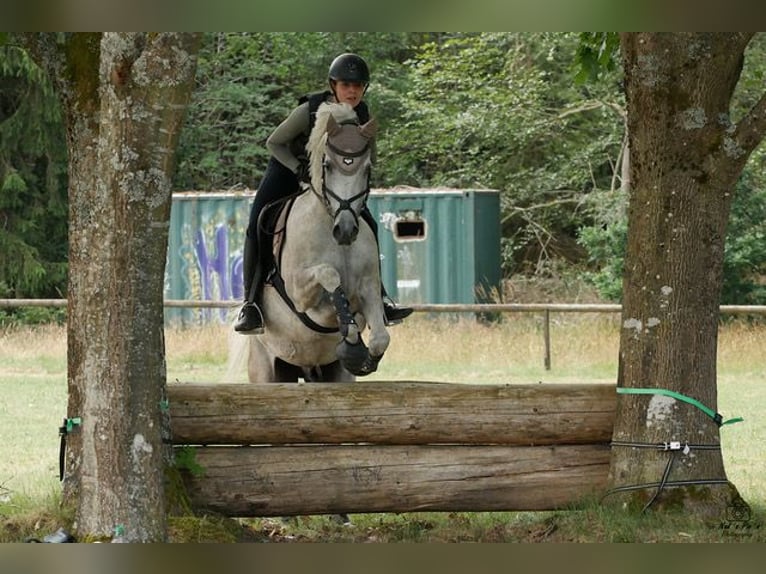 Ägyptischer Araber Wallach 10 Jahre 157 cm Apfelschimmel in Ulm