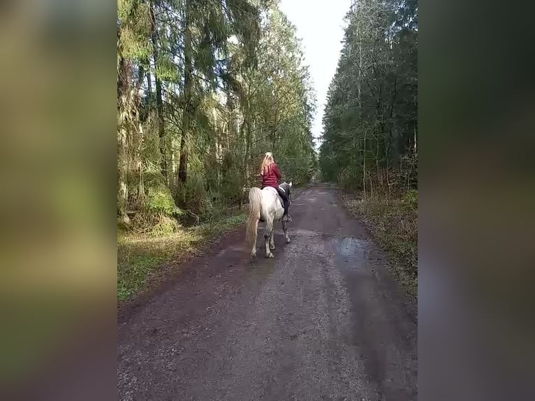 Ägyptischer Araber Wallach 11 Jahre 155 cm Apfelschimmel in Hermannsburg