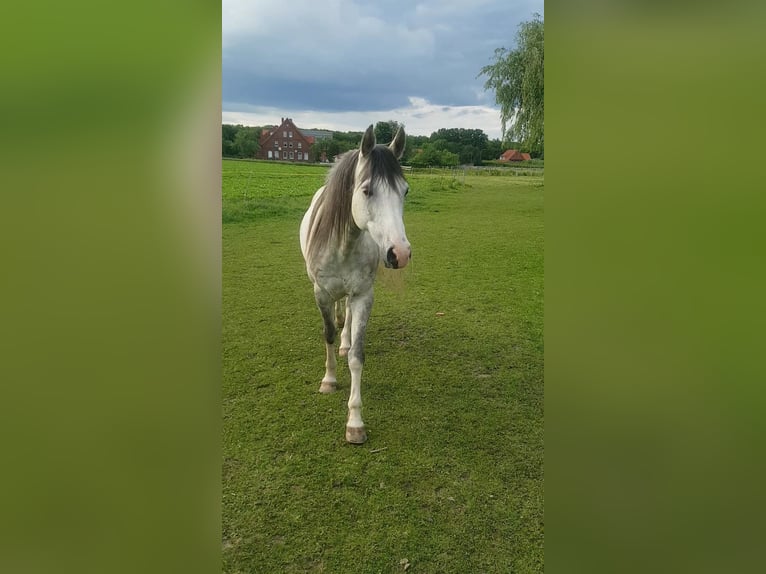 Ägyptischer Araber Wallach 11 Jahre 155 cm Apfelschimmel in Hermannsburg