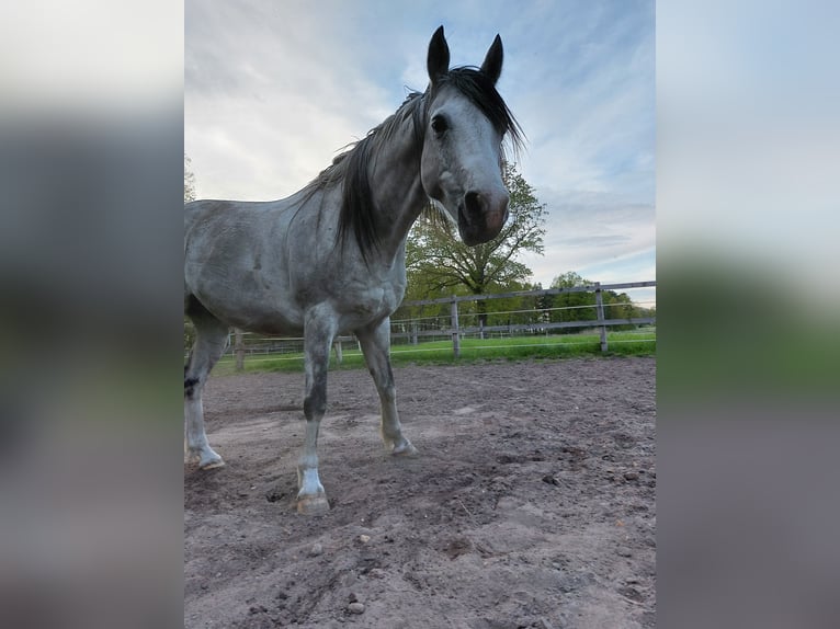 Ägyptischer Araber Wallach 11 Jahre 155 cm Apfelschimmel in Hermannsburg