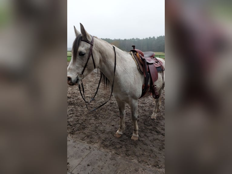 Ägyptischer Araber Wallach 11 Jahre 155 cm Apfelschimmel in Hermannsburg