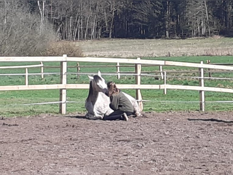 Ägyptischer Araber Wallach 11 Jahre 155 cm Apfelschimmel in Hermannsburg