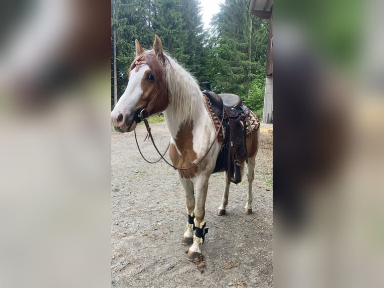 Ägyptischer Araber Mix Wallach 12 Jahre 140 cm Schecke in Treffen