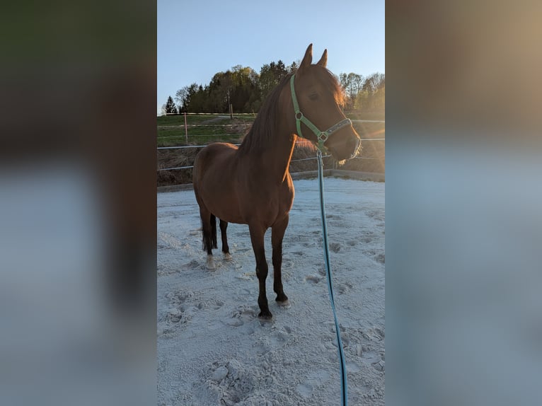 Ägyptischer Araber Wallach 12 Jahre 144 cm Brauner in Breitenberg