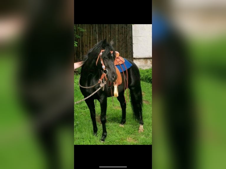 Ägyptischer Araber Wallach 12 Jahre 146 cm Rappe in Reutlingen