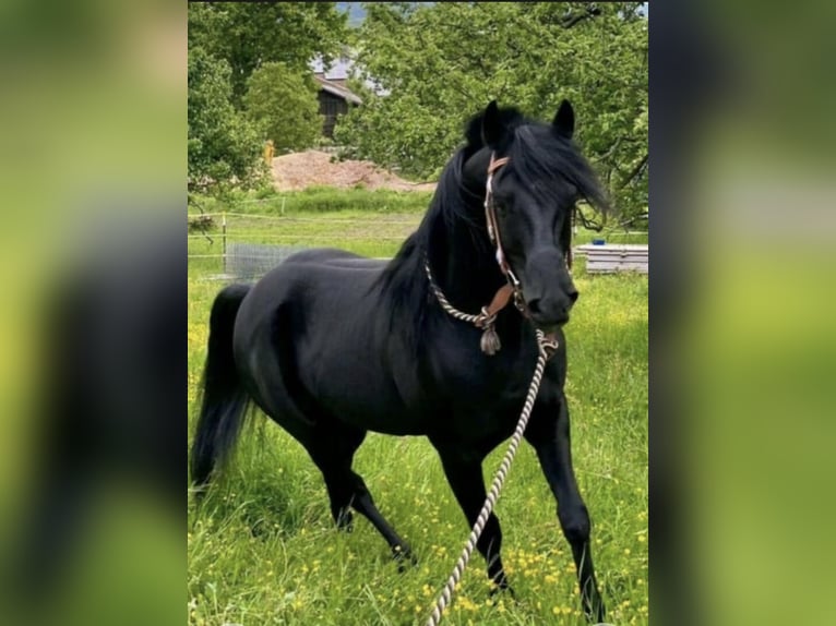 Ägyptischer Araber Wallach 12 Jahre 146 cm Rappe in Reutlingen