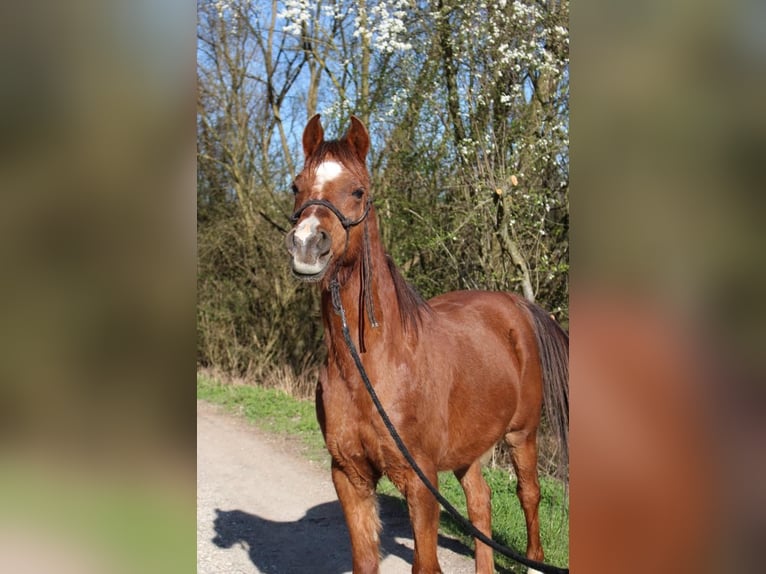 Ägyptischer Araber Wallach 12 Jahre 148 cm Fuchs in Pichl bei Wels