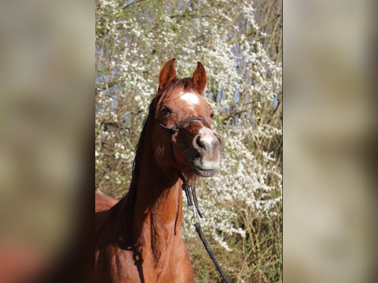 Ägyptischer Araber Wallach 12 Jahre 148 cm Fuchs in Pichl bei Wels