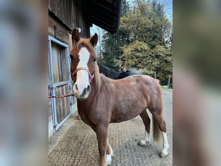 Ägyptischer Araber Mix Wallach 13 Jahre 148 cm Fuchs in Leutkirch im Allgäu