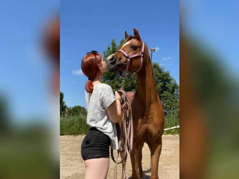 Ägyptischer Araber Wallach 13 Jahre 154 cm Fuchs in Pichl bei Wels