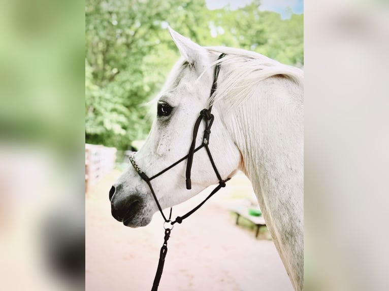 Ägyptischer Araber Wallach 13 Jahre 155 cm Schimmel in Hartenholm