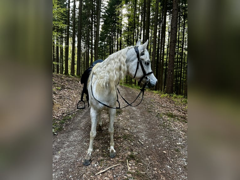 Ägyptischer Araber Wallach 14 Jahre 150 cm Fliegenschimmel in Neumarkt am Wallersee