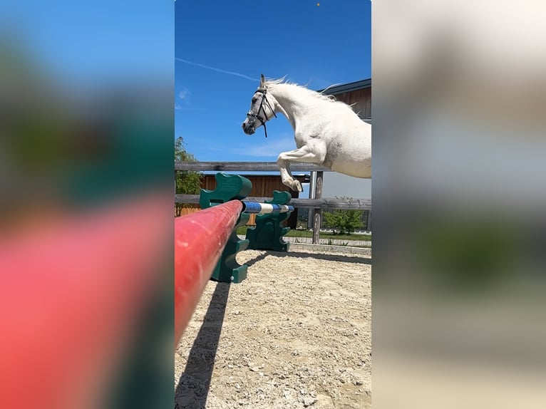 Ägyptischer Araber Wallach 14 Jahre 150 cm Fliegenschimmel in Neumarkt am Wallersee