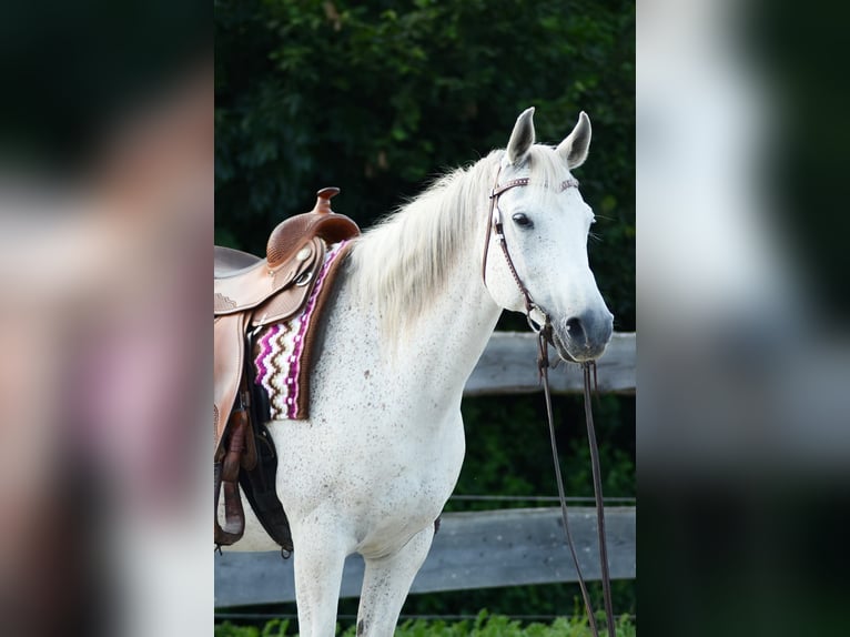 Ägyptischer Araber Wallach 14 Jahre 154 cm Schimmel in Golmbach