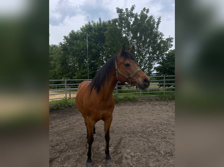 Ägyptischer Araber Wallach 14 Jahre 156 cm Brauner in Sankt Goar