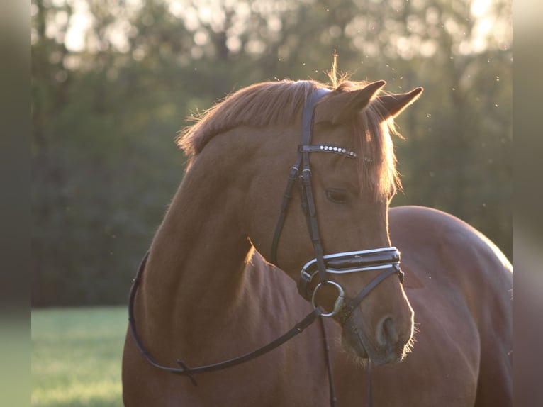 Ägyptischer Araber Wallach 15 Jahre 155 cm Fuchs in OberthulbaOberthulba