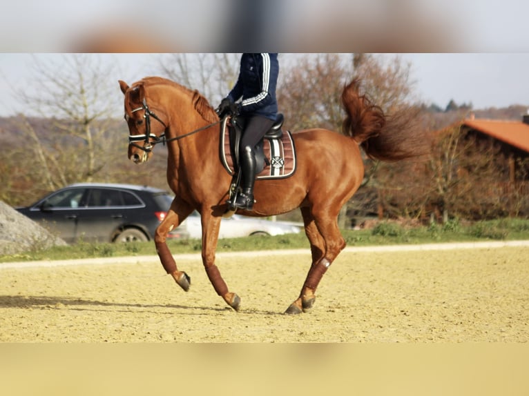 Ägyptischer Araber Wallach 15 Jahre 155 cm Fuchs in OberthulbaOberthulba