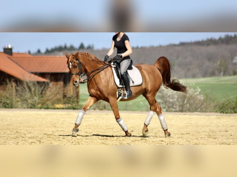 Ägyptischer Araber Wallach 15 Jahre 155 cm Fuchs in OberthulbaOberthulba