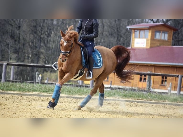 Ägyptischer Araber Wallach 15 Jahre 155 cm Fuchs in OberthulbaOberthulba
