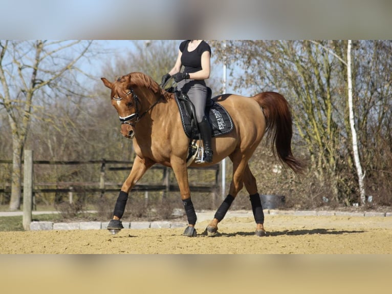Ägyptischer Araber Wallach 15 Jahre 155 cm Fuchs in OberthulbaOberthulba