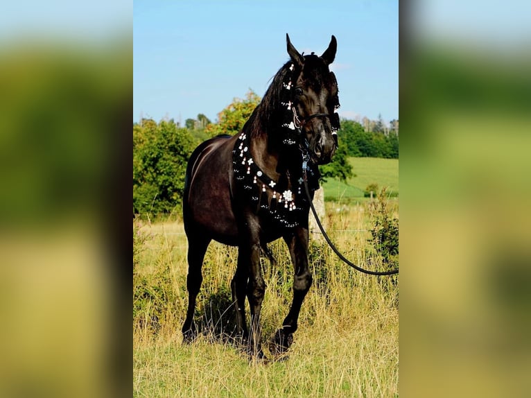 Ägyptischer Araber Wallach 15 Jahre 159 cm Rappe in Warstein