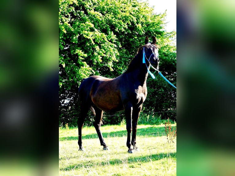 Ägyptischer Araber Wallach 15 Jahre 159 cm Rappe in Warstein