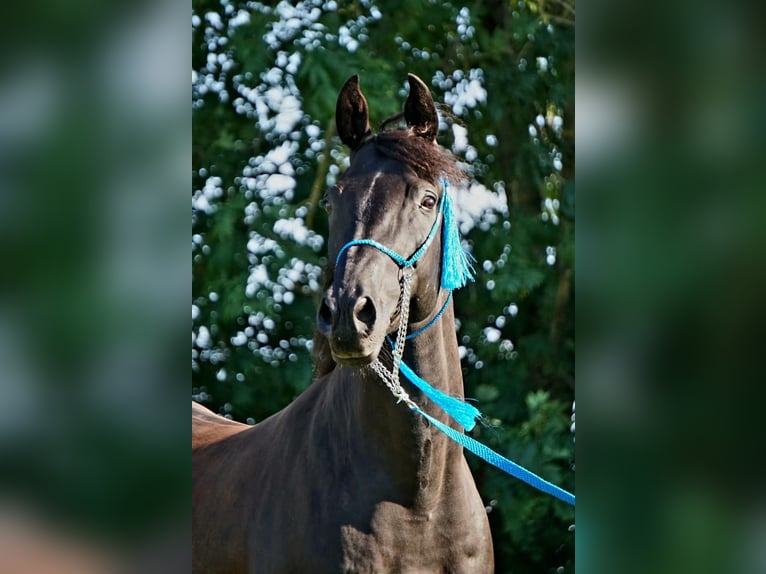 Ägyptischer Araber Wallach 15 Jahre 159 cm Rappe in Warstein