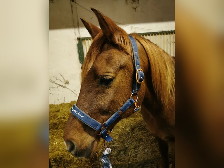 Ägyptischer Araber Wallach 16 Jahre 155 cm Fuchs in Wiesloch