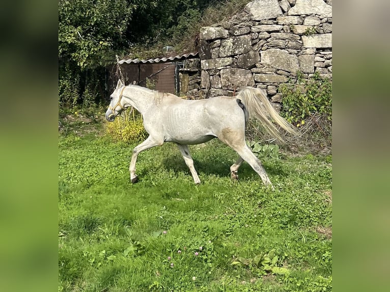 Ägyptischer Araber Wallach 16 Jahre 155 cm Schimmel in Queimadelos (Santa Maria)