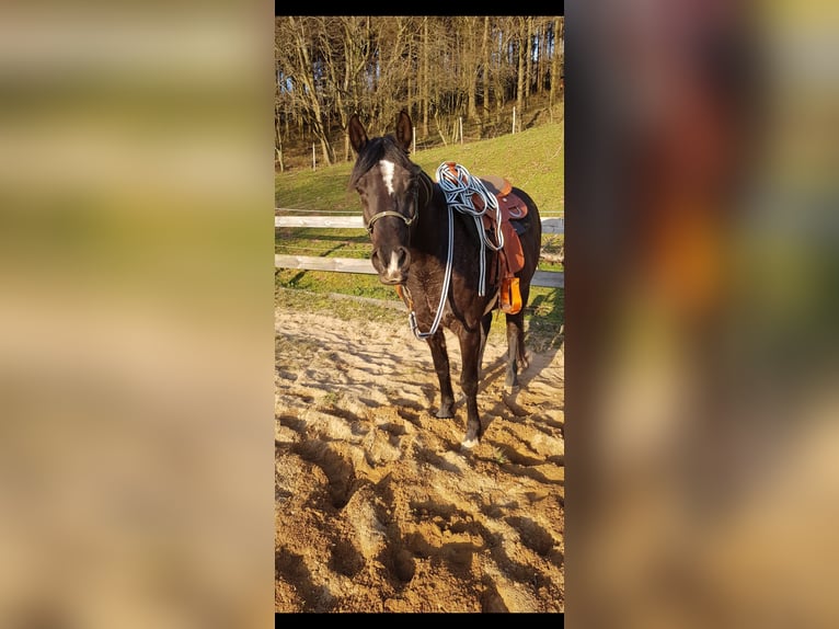 Ägyptischer Araber Wallach 18 Jahre 151 cm Rappe in Schleiden