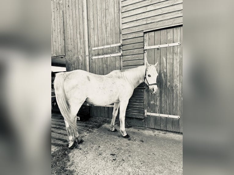 Ägyptischer Araber Wallach 23 Jahre 150 cm Schimmel in Stade