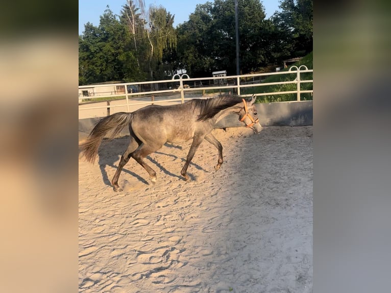 Ägyptischer Araber Wallach 2 Jahre 140 cm Apfelschimmel in Mönchengladbach