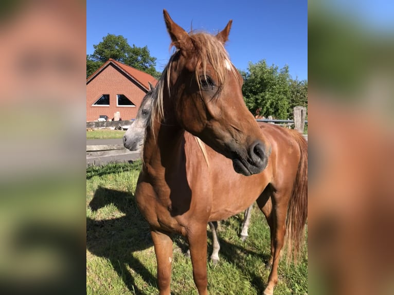 Ägyptischer Araber Wallach 2 Jahre 153 cm Fuchs in D&#xF6;rverden