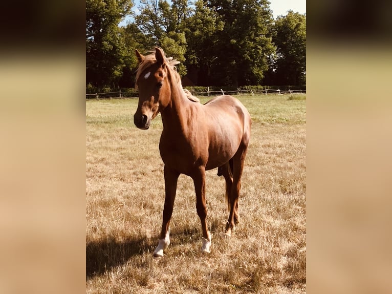Ägyptischer Araber Wallach 2 Jahre 153 cm Fuchs in D&#xF6;rverden